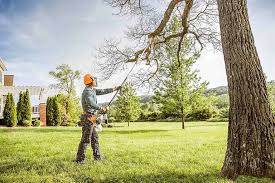 Why Choose Our Tree Removal Services in Olivet, MI?