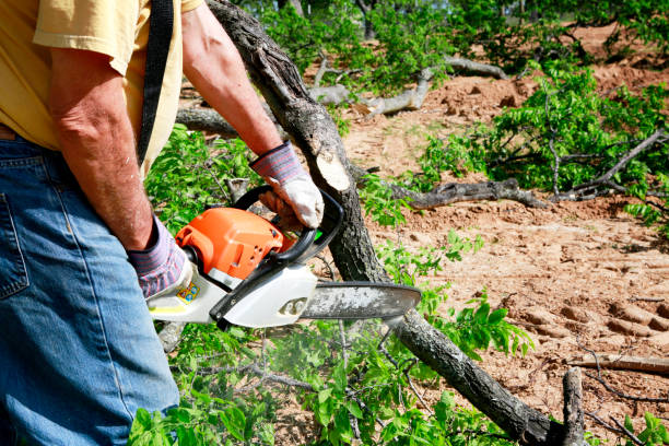 Best Stump Grinding and Removal  in Olivet, MI